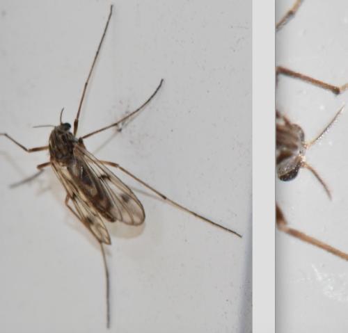 Réf. 344 100 : Macropelopia nebulosa
